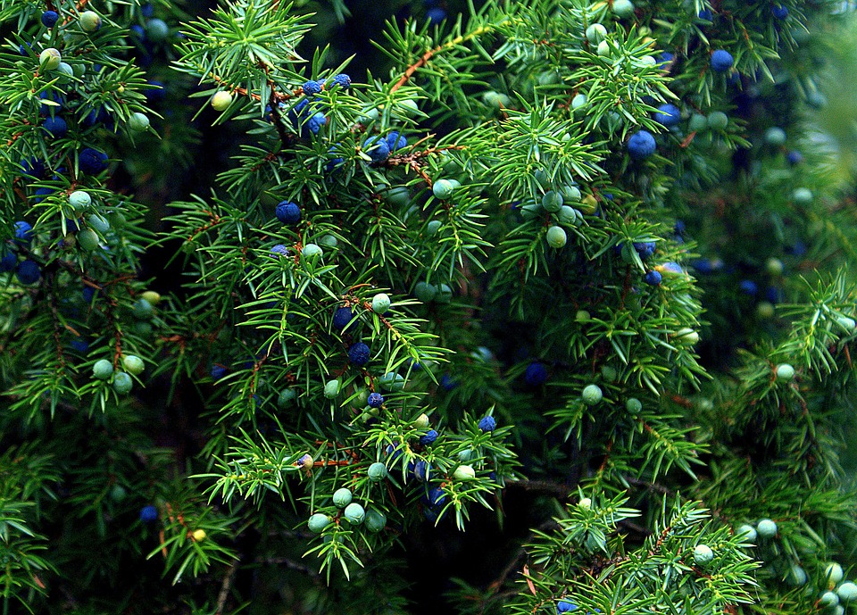 Herbs