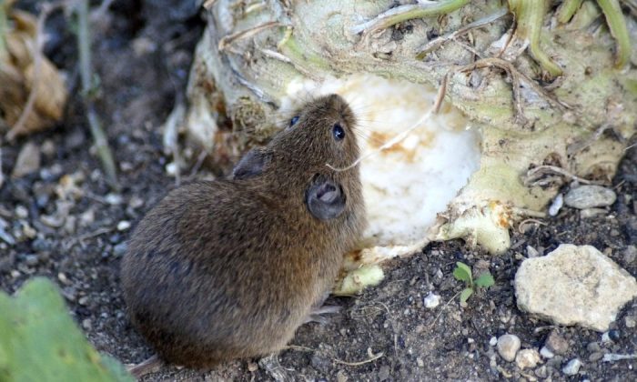Rodents