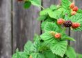 Loganberry