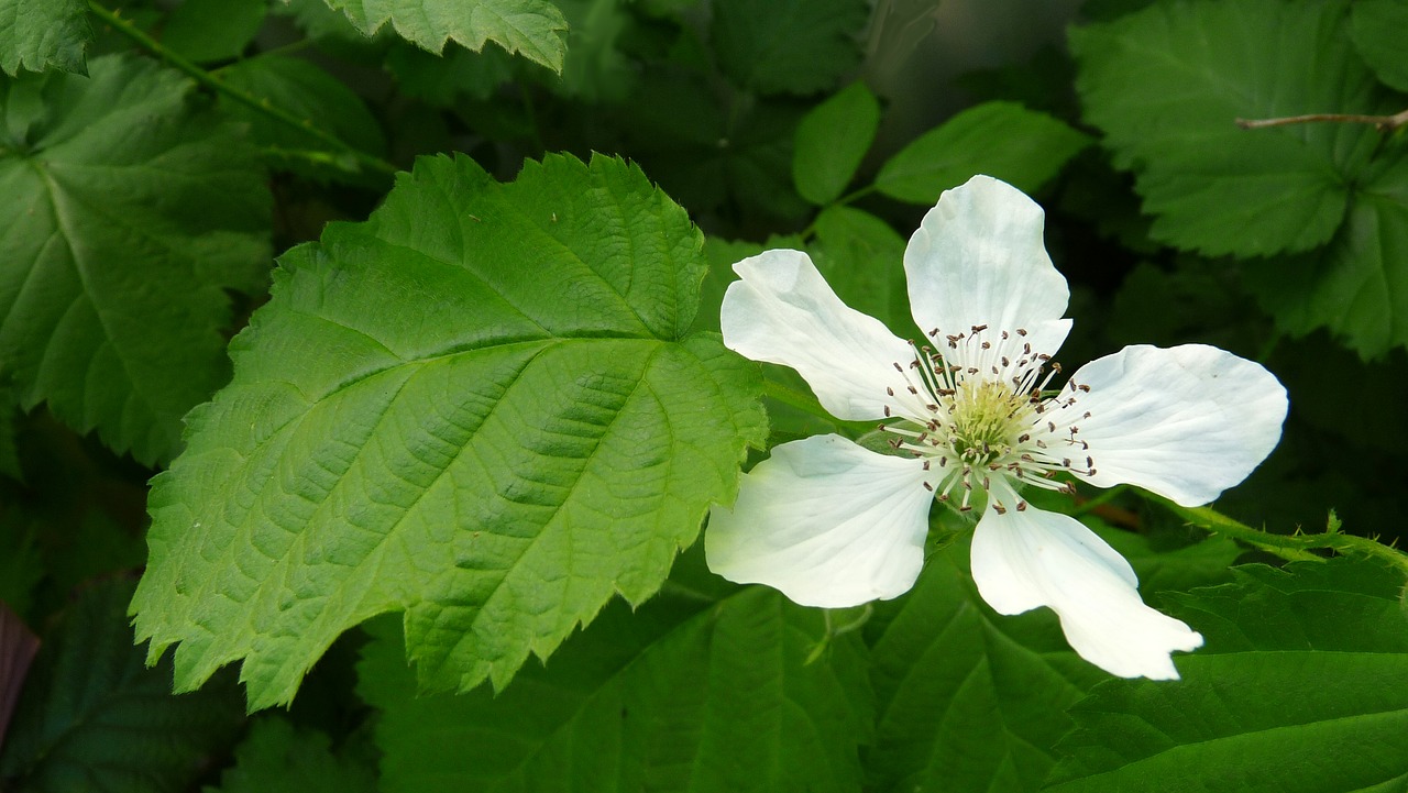 Loganberry