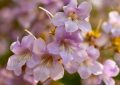 Paulownia