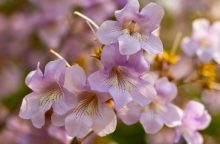 Paulownia