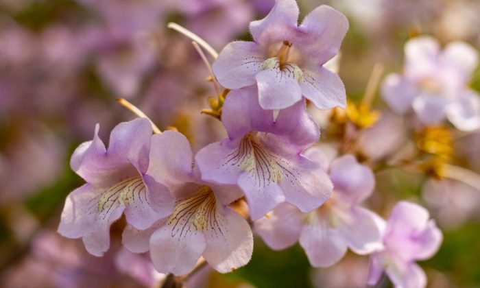 Paulownia