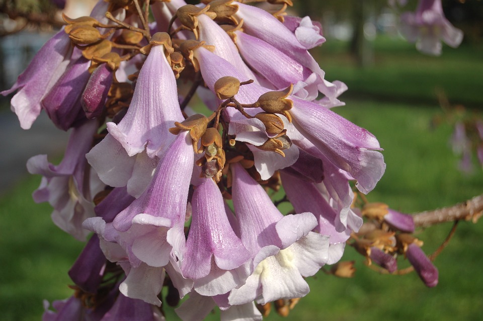 Paulownia