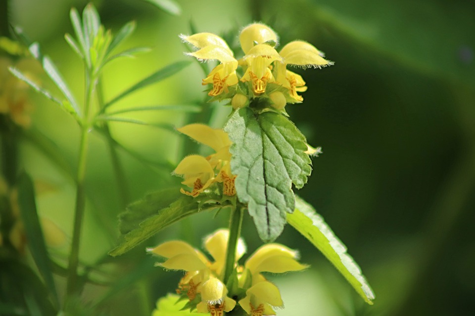 White nettle 