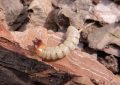 Scarabaeoidea beetle