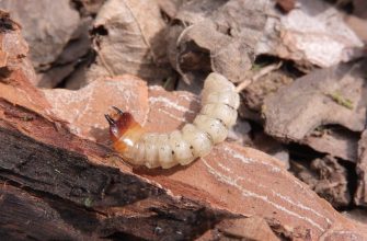 Scarabaeoidea beetle