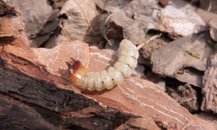 Scarabaeoidea beetle