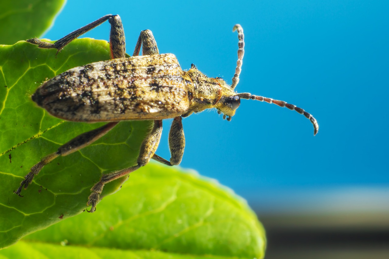 Scarabaeoidea beetle