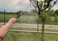 Aphids