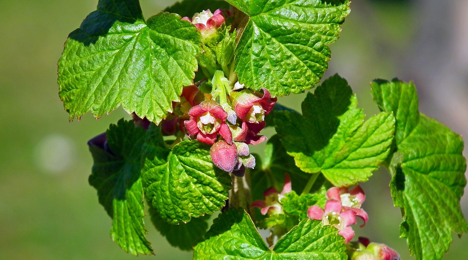 Currant bushes 
