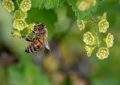 Currant bushes