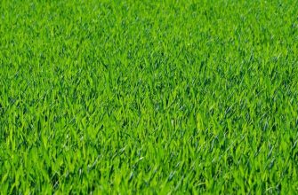 Lawn