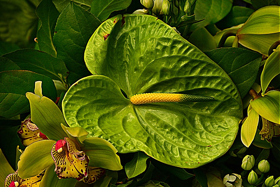 Flamingo flowers 