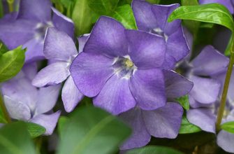 Periwinkle