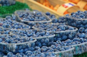 Blueberries
