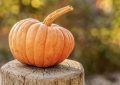 Pumpkin harvest
