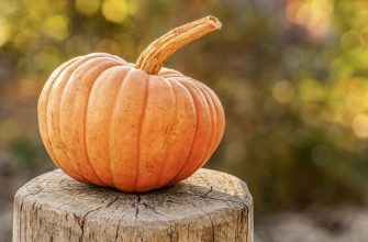 Pumpkin harvest