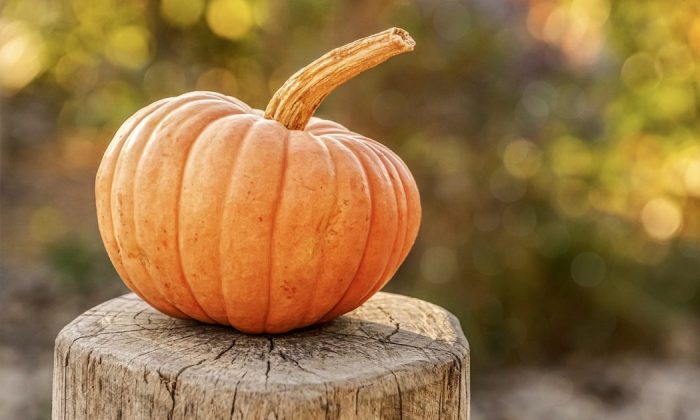 Pumpkin harvest