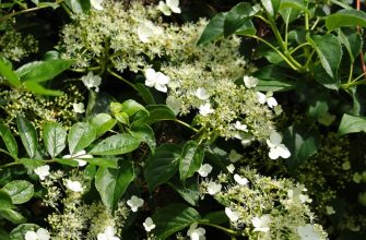 Hydrangea