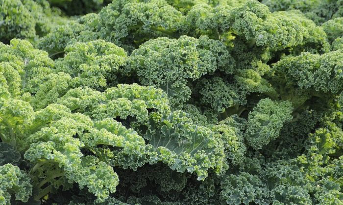 Cabbage
