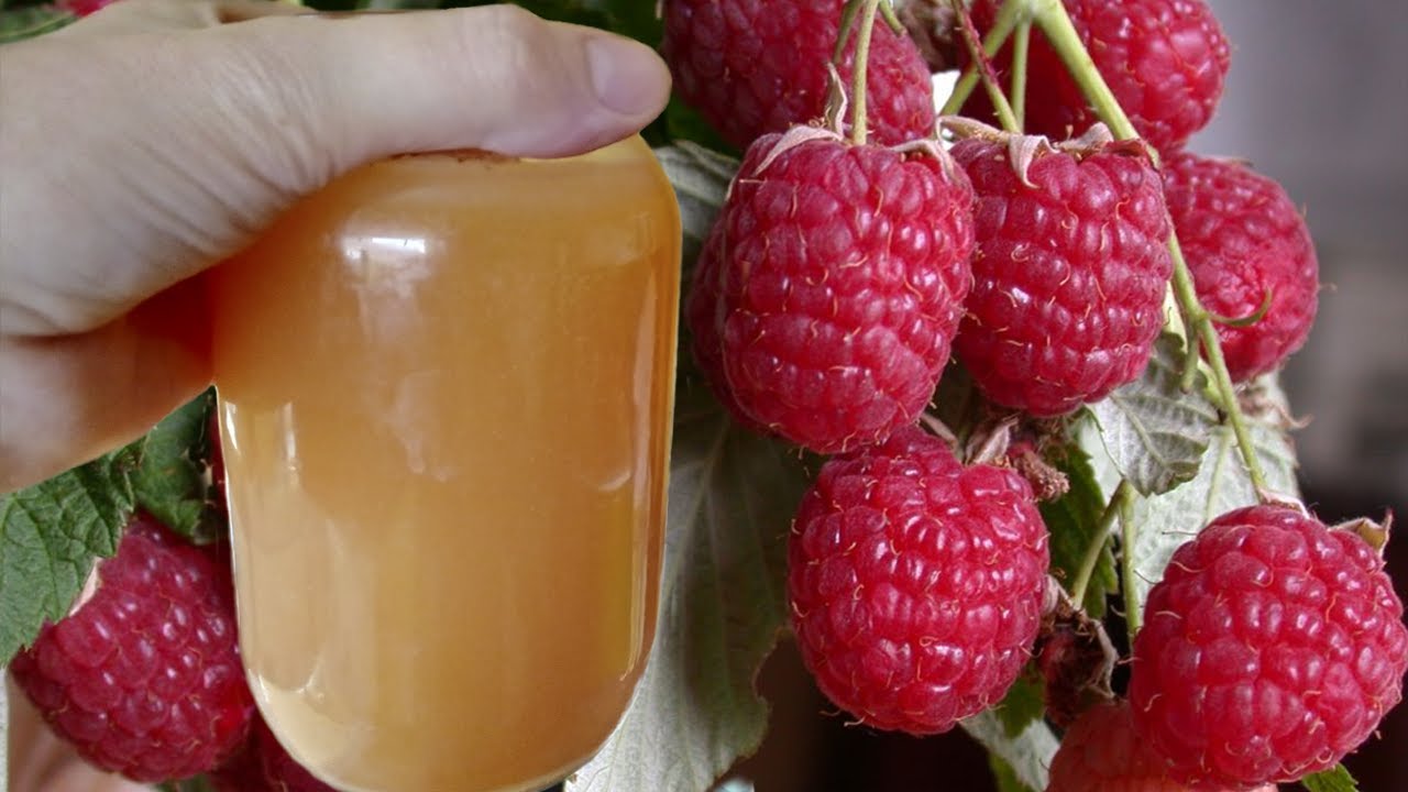 Raspberries