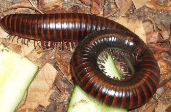 Millipedes