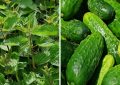 Cucumbers