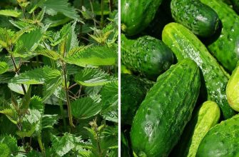 Cucumbers