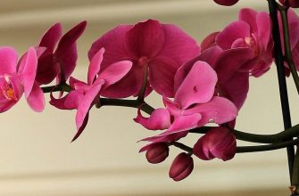 Orchids