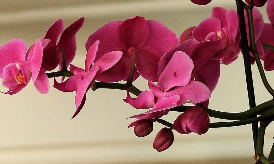 Orchids