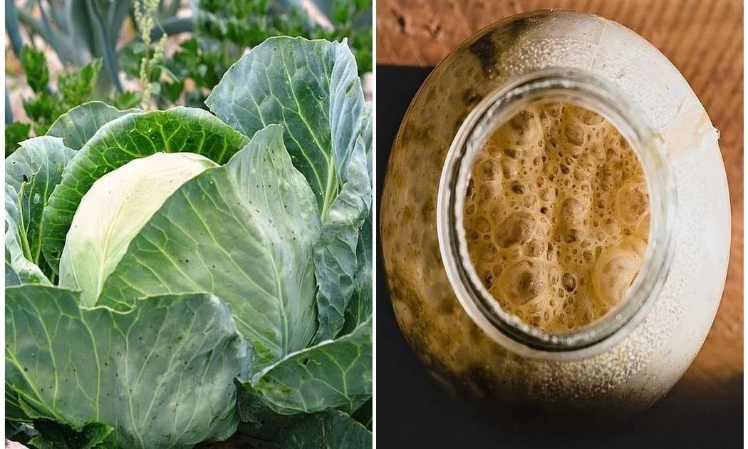 Few tips how to use yeast fertilizer and not to harm your plants