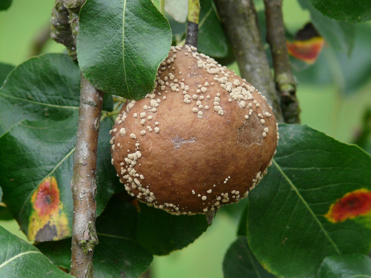 Leaves