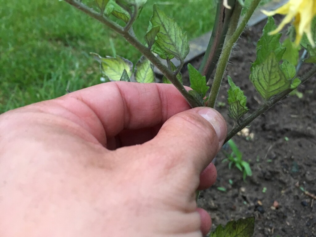 Tomatoes