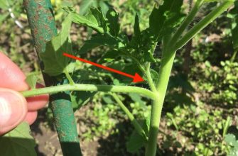 Tomatoes