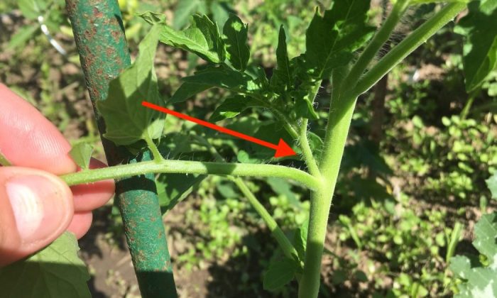 Tomatoes