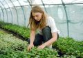 Greenhouse