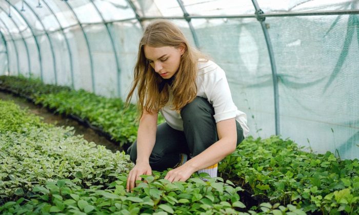 Greenhouse