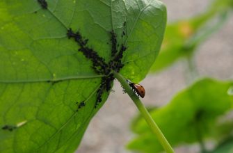 Aphids