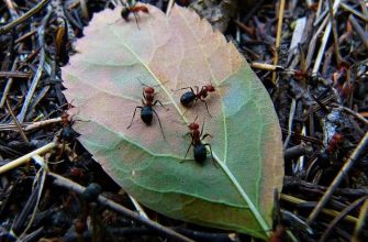 Ants