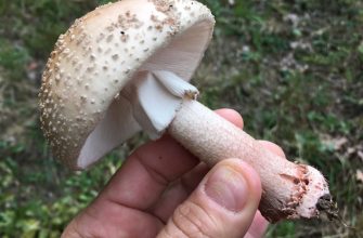Mushrooms