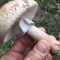 Mushrooms