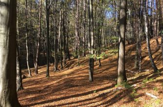 Forests