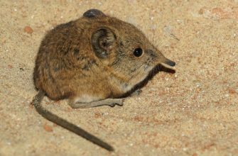 Common shrew