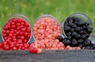 Black currant