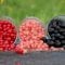 Black currant