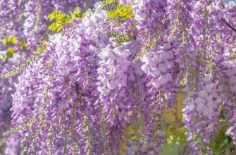 Wisteria