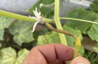 Cucumbers