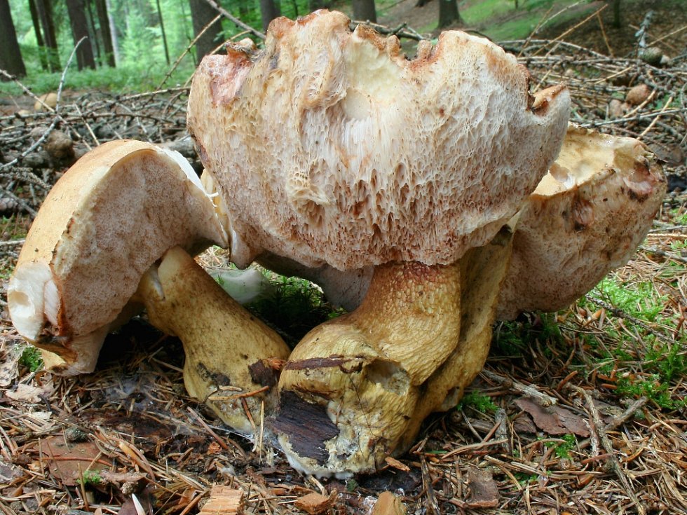 Bitter bolete 