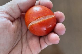 Tomatoes